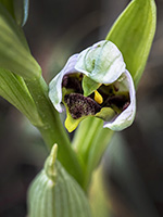 Ophrys apifera